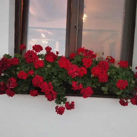 Pensiunea Eden Guest house *